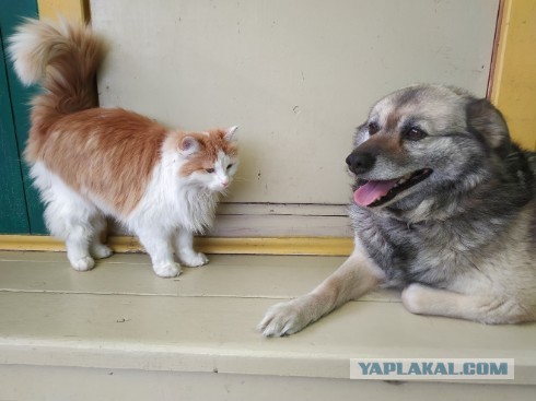 Коты, которые нас порадовали!