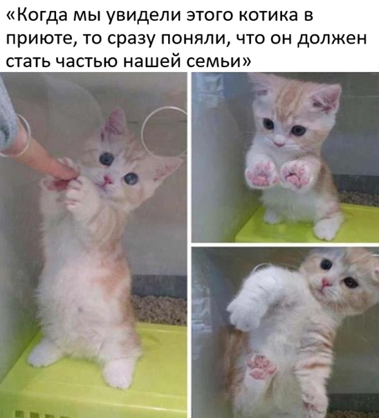 Картинки и мемы для настроения