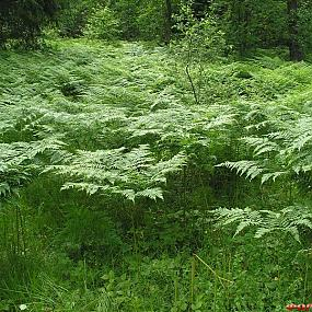 Кальмар+папоротник=вкусно