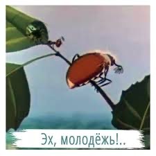В догон про гигантских Жуков