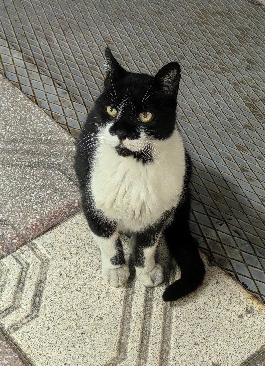 Турецкий кот.