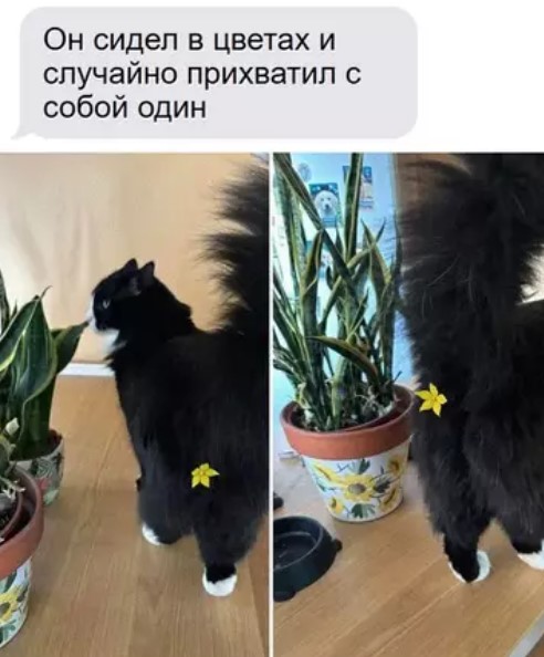 Котямбосы