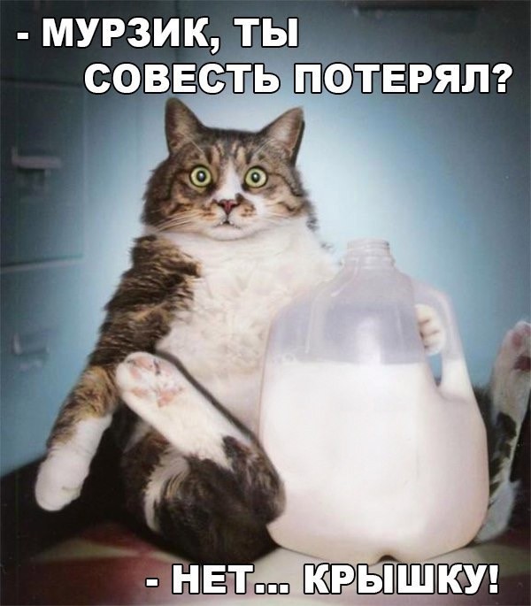 К котовторнику: подборка картинок-баянов с котиками и про котиков. Выпуск 39.
