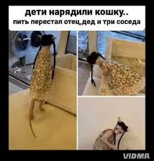 У меня самый красивый кот на свете!