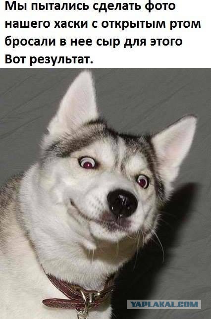 Щенок хаски