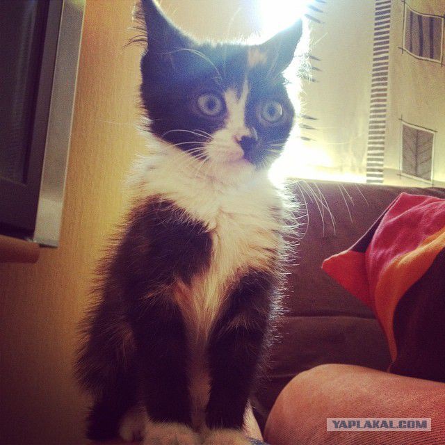 История еще одного котенка