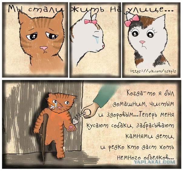 Кастрация кошек и котов