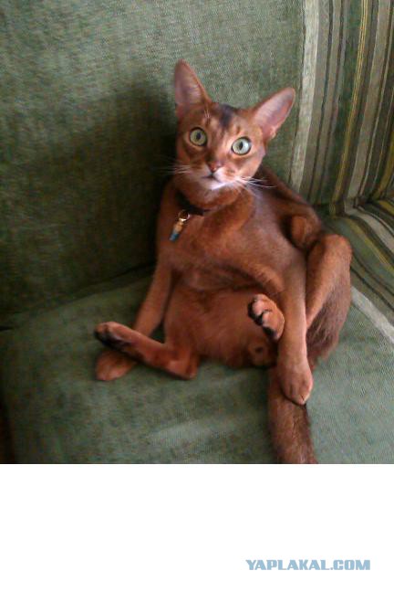 Котовторник