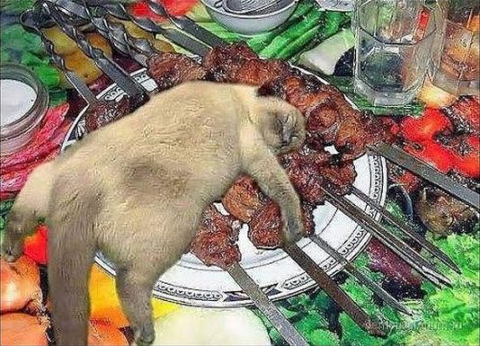 Как спят кошки....