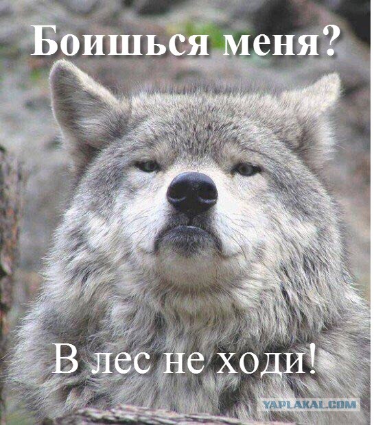 Придет серенький волчок