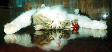 Коты, кошки, котята