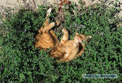 Про кота.