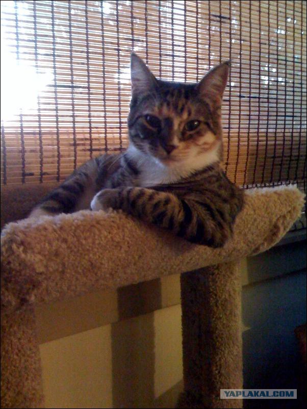 Котовторник