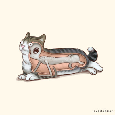 Неправильный кот