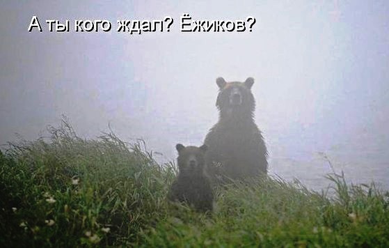 Бойся кота из тумана выходящего