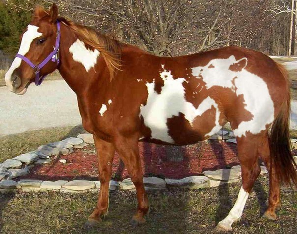 Мохнатые беспредельщики