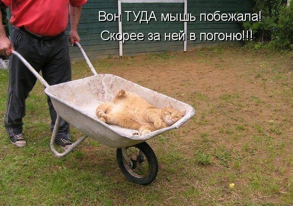 Мохнатые беспредельщики