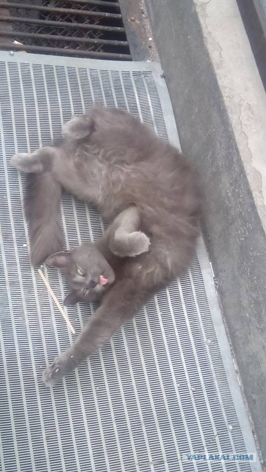 Котовторник 26.07 2016