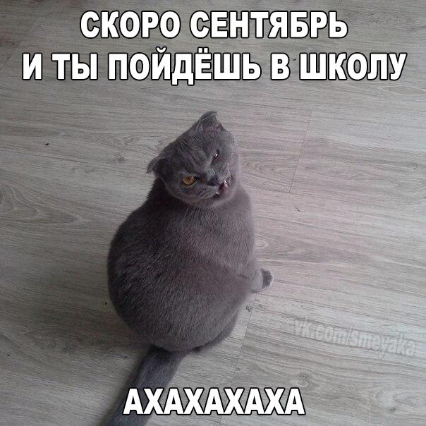Прикольные животные