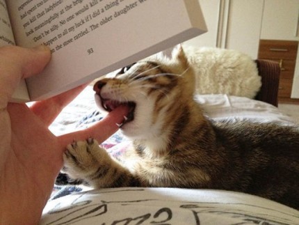 Я конечно люблю котиков, но иногда они реально как заноза в заднице