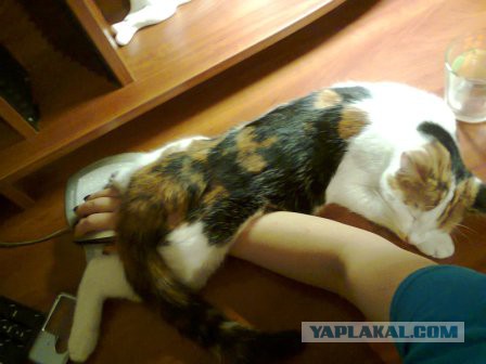 Я конечно люблю котиков, но иногда они реально как заноза в заднице