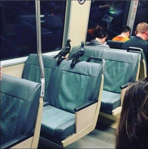 Подборка смешных картинок