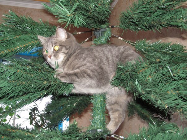 Коты из сети