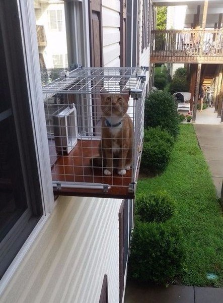 Коты и Кошки