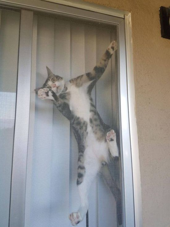 Коты и Кошки