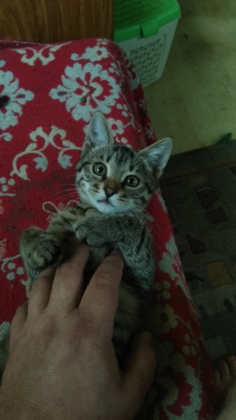 Давай заведем кота