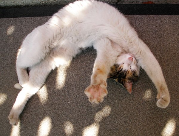 А как же котовторник?