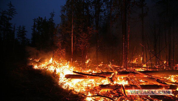 Сынок, папка и не из таких передряг сухим выходил. Побег из горящего леса