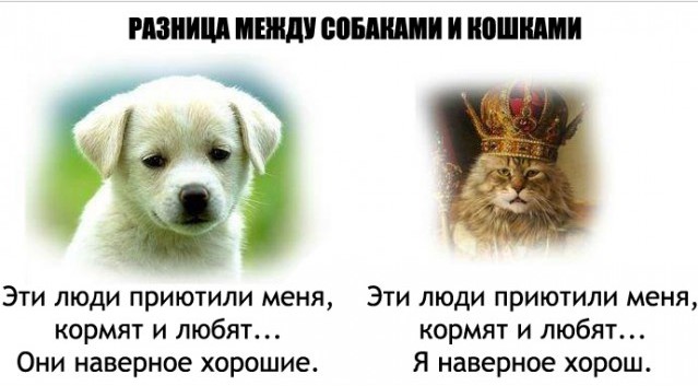 Кошки или собаки?