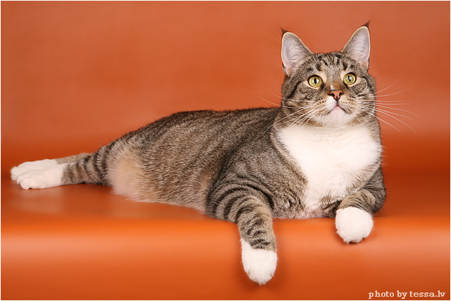 Котовторник на 6 июля