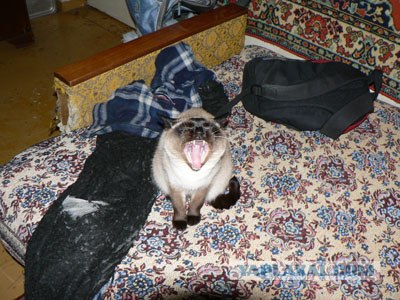 Котовторник на 24 августа
