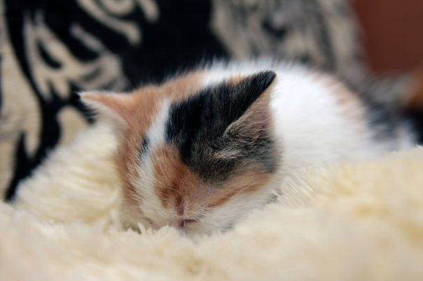 Котовторник с Максом