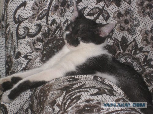 Котовторник так котовторник!