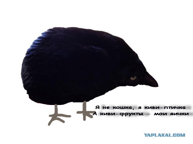 Кошкаворон
