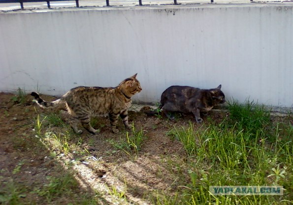 Котовторник 22.05.2012