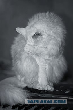 16 лучших котов сезона