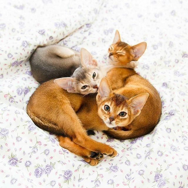 Забавные фото котеек