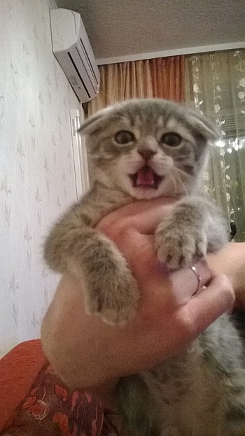 Тимка