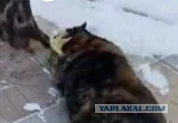На волосок от...