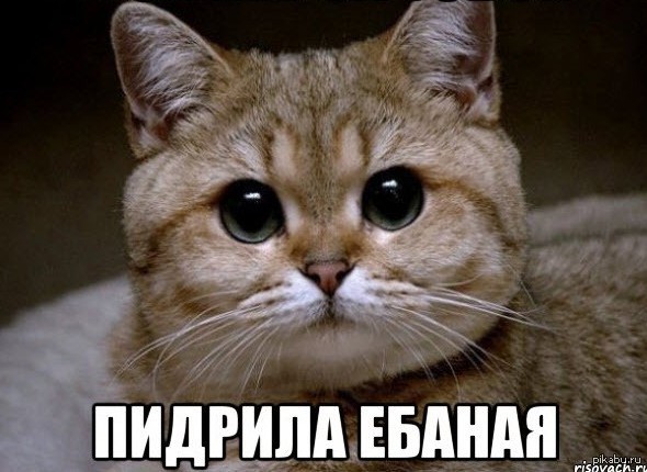 Попутчик