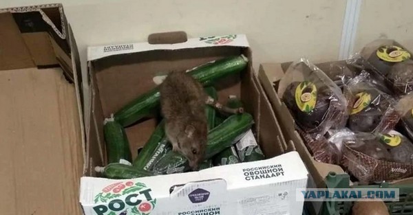 В том самом арбузе из дома на улице Совхозной нашли следы цигатрина