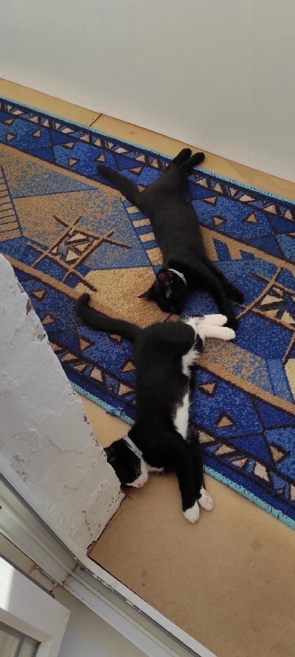 Кот-компаньон