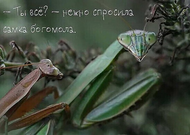 Забавные комментарии из социальных сетей 26.12.22