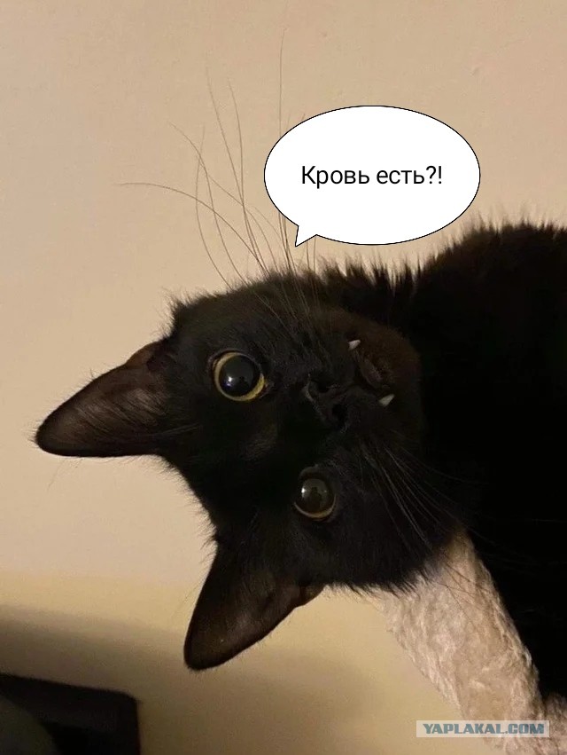 Котодракула