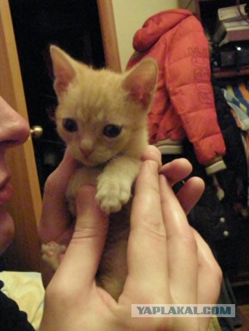 Кошкин дом