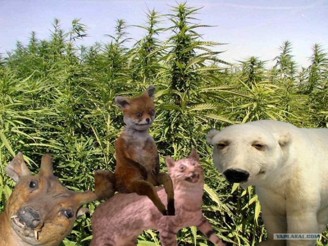 Чучело сороки